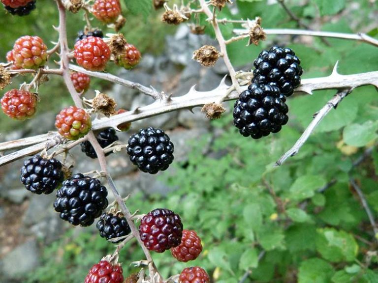 Brambles: Blackberry & Raspberry - Berries for Africa