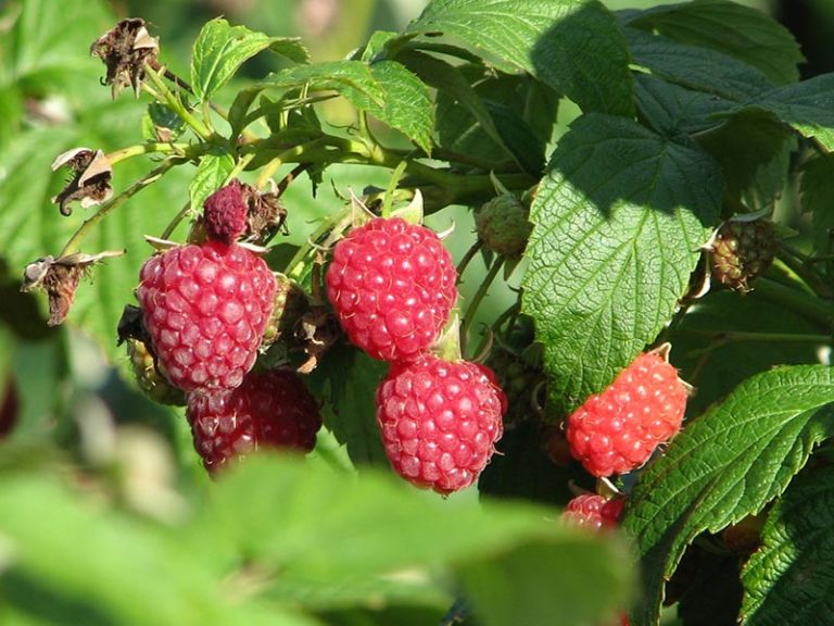 Brambles: Blackberry & Raspberry - Berries for Africa